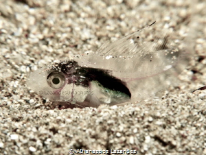 Larvae of Epinephelous sp. (Dusky Grouper) from Cyprus, M... by Athanassios Lazarides 